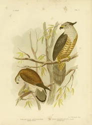 Crécerelle nankin ou crécerelle australienne, 1891